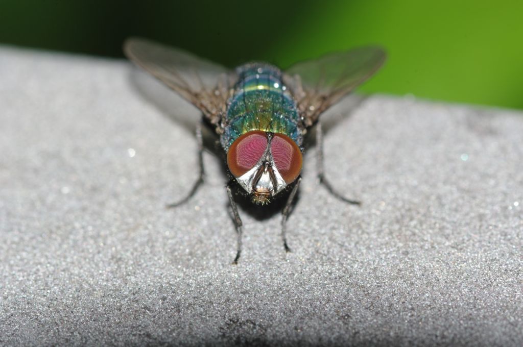 Maschio di Dittero verde: Muscide o Calliforide?